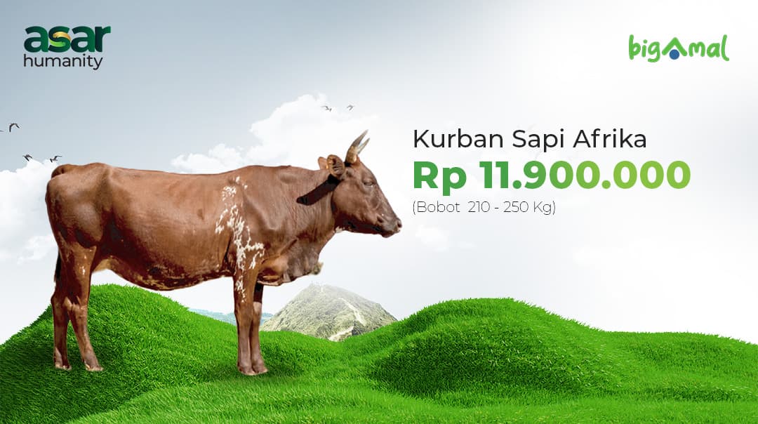 Kurban Sapi Afrika